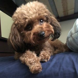 Meet your Posher, Alexander